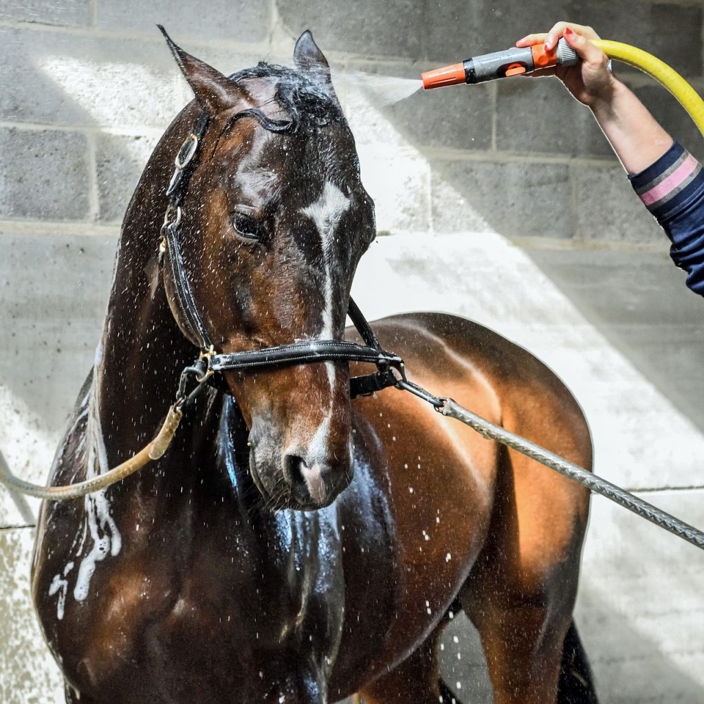 paard-afspoelen-warm-water